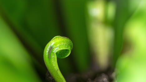 Birds-nest-fern-opening,-static-view