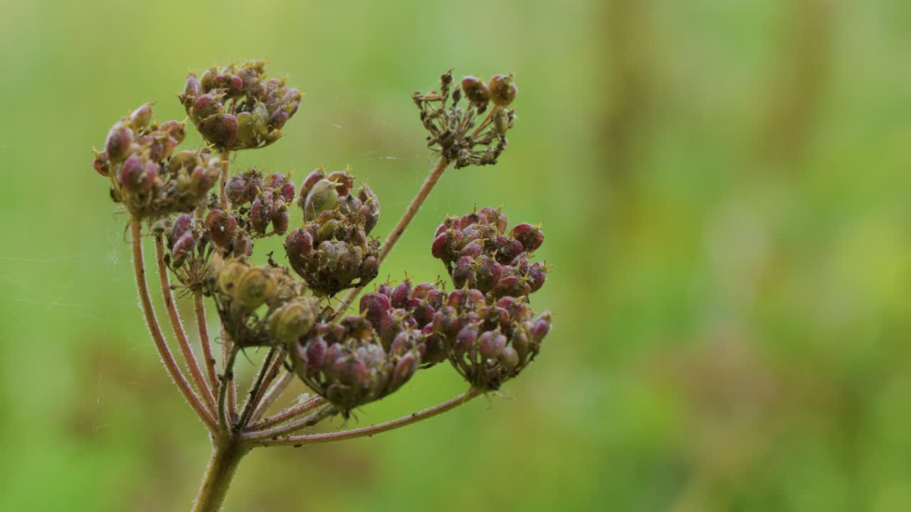 Close-up wildflower seed heads moving in breeze, soft natural light, shallow depth of field