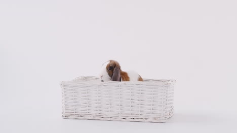 Studio-Shot-Of-Miniature-Brown-And-White-Flop-Eared-Rabbit-Sitting-In-Basket-Bed-On-White-Background