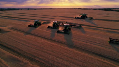 harvesting wheat field at sunset