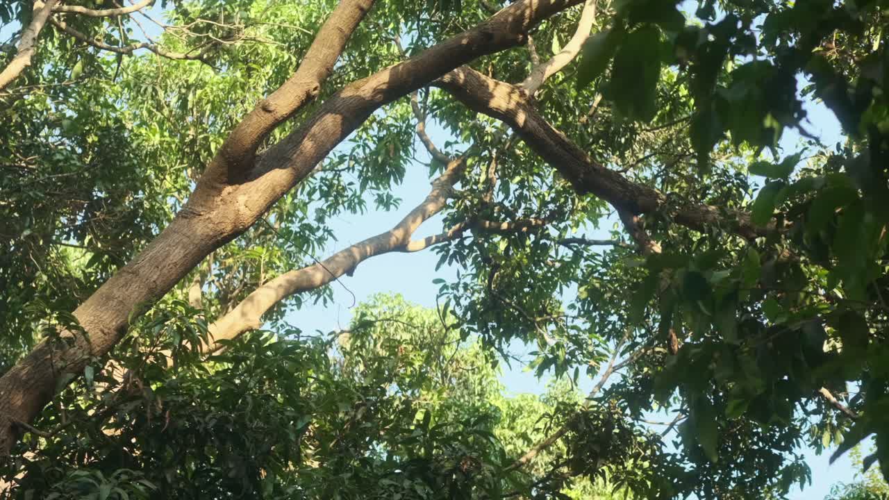 Mango tree branches in dappled light swaying in the breeze