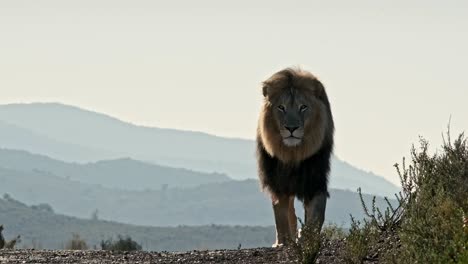 león macho con melena negra camina sobre una cresta con montañas en la distancia