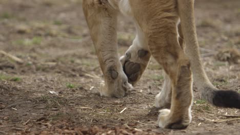 lion paws walking in dirt slow motion