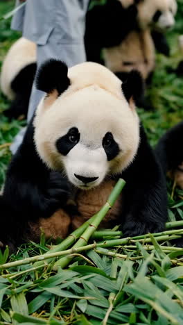pandas eating bamboo