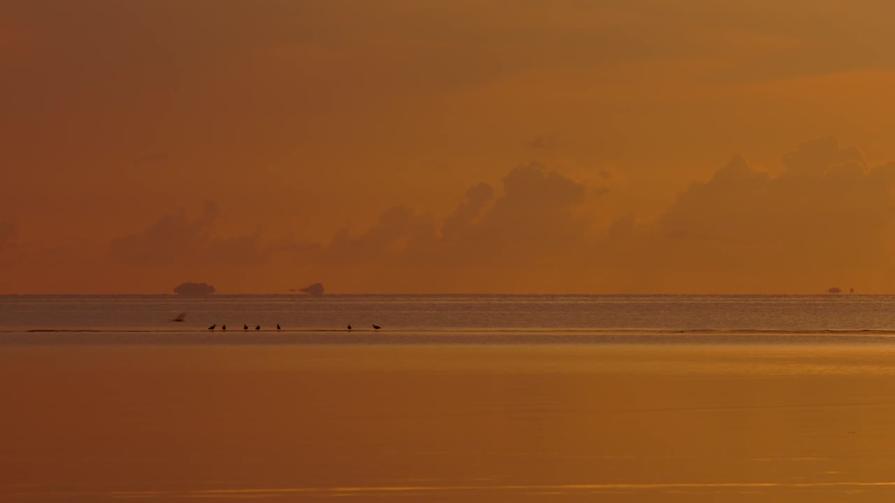 Sunrise or Sunset over the Ocean with Birds