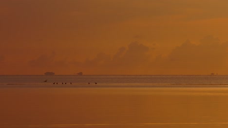 sunrise or sunset over the ocean with birds