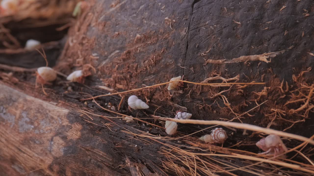 Small hermit crabs eating from a fallen coconut on a beach