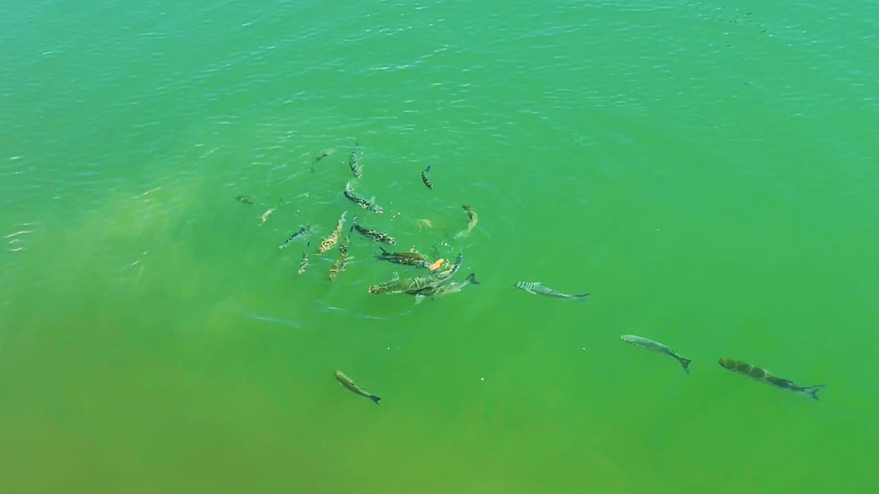 Mullet grey fish fighting over a piece of bread in the shallow water of a harbour