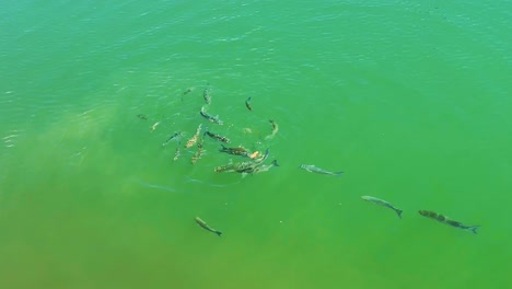 pez gris mullet luchando por un pedazo de pan en las aguas poco profundas de un puerto
