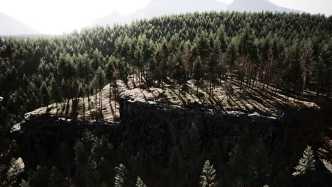 forest landscape with cliff