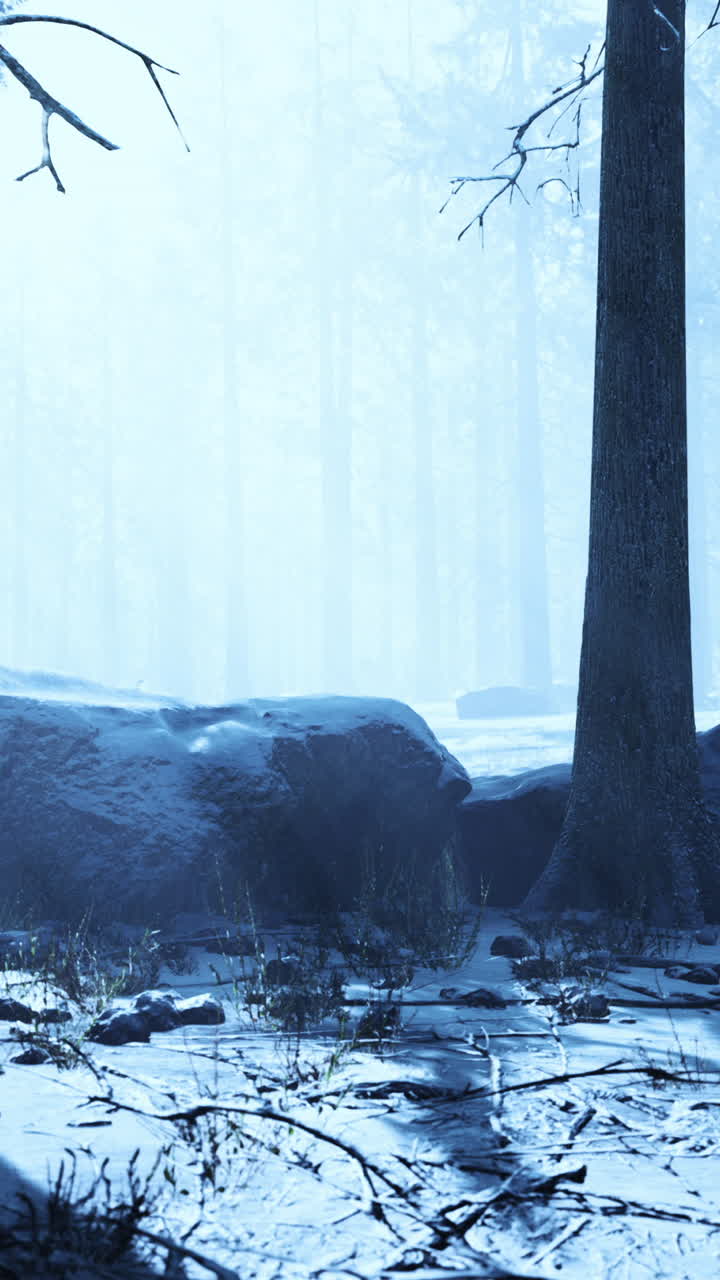 Snowy Winter Forest