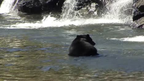 Oso-Negro-Enfriándose-En-El-Río.ketchikan,-Alaska