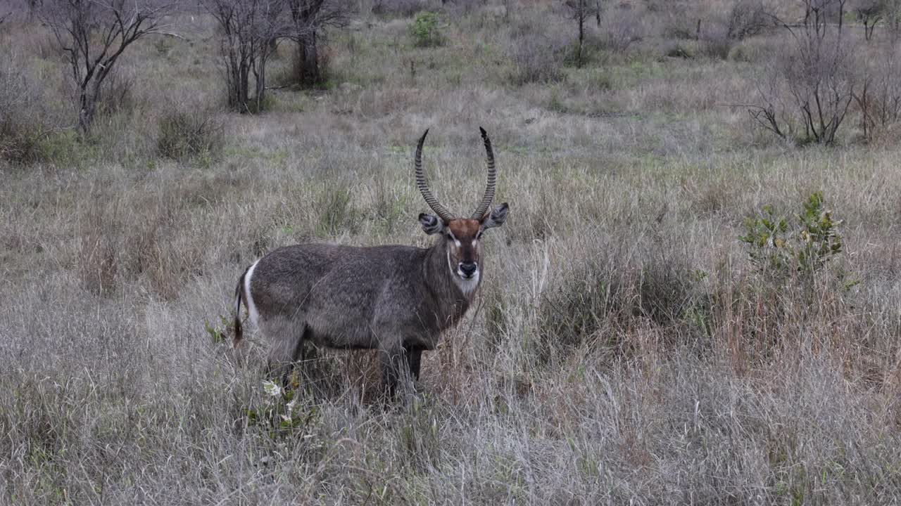 antílope macho gris pesado mira fijamente a la cámara de perfil sin moverse