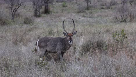 Heavy-grey-male-Waterbuck-stares-at-camera-in-profile-without-moving