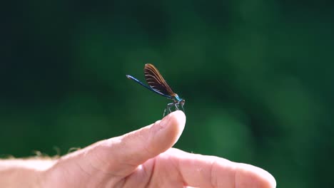 primer plano de una libélula azul posada en la mano masculina humana, ala de ébano en cámara lenta