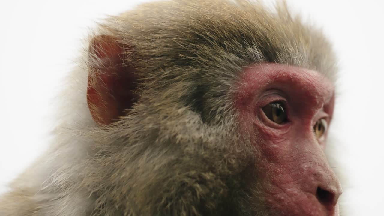 Extreme close-up of a Tibetan macaque's (Macaca thibetana) expressive eyes and facial texture in Zhangjiajie, China.