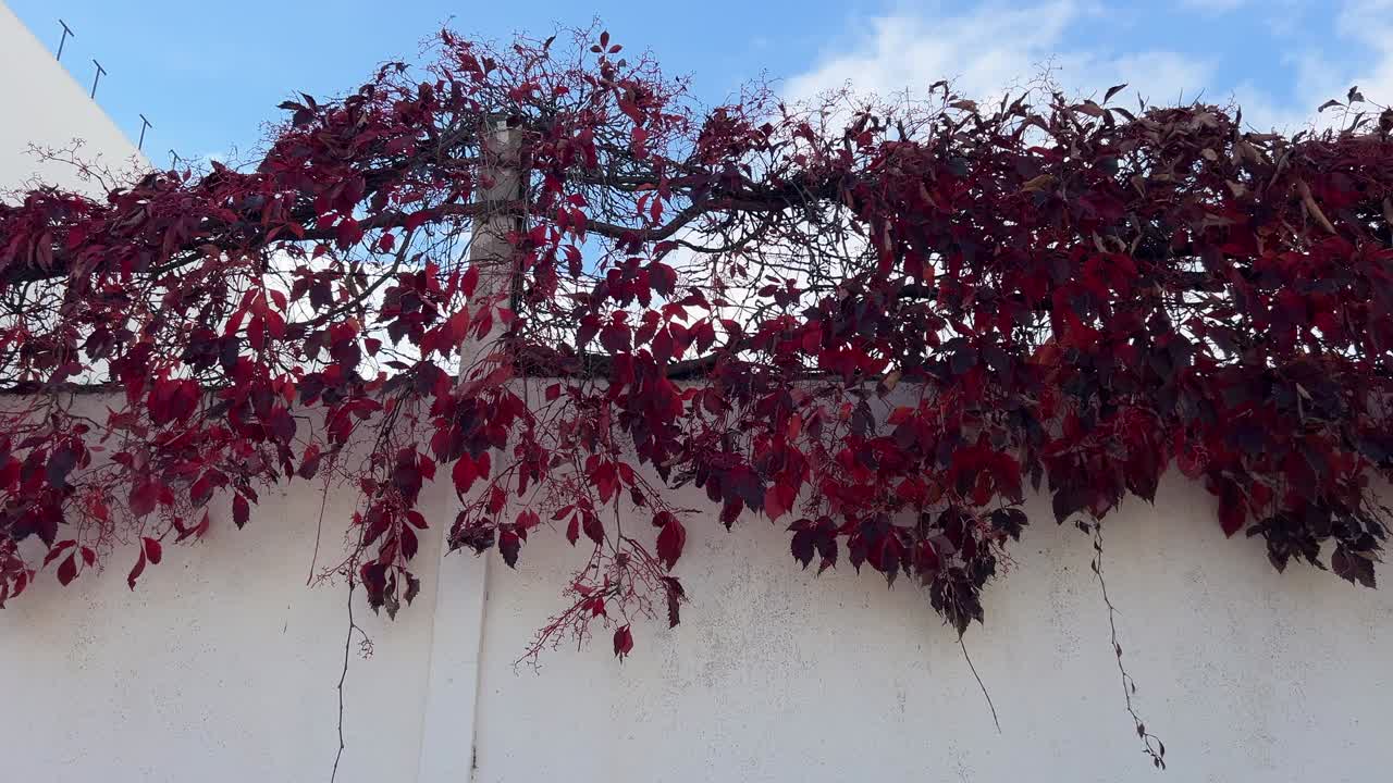 Primo piano di vivaci erbacce rosse o piante rampicanti che contrastano con una parete bianca pulita.