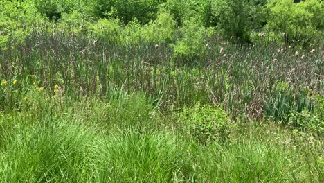 área natural de vida silvestre en el parque norte de pittsburgh