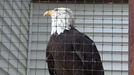 primer plano de un águila calva en cautiverio