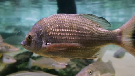 fish swimming past the aquarium glass