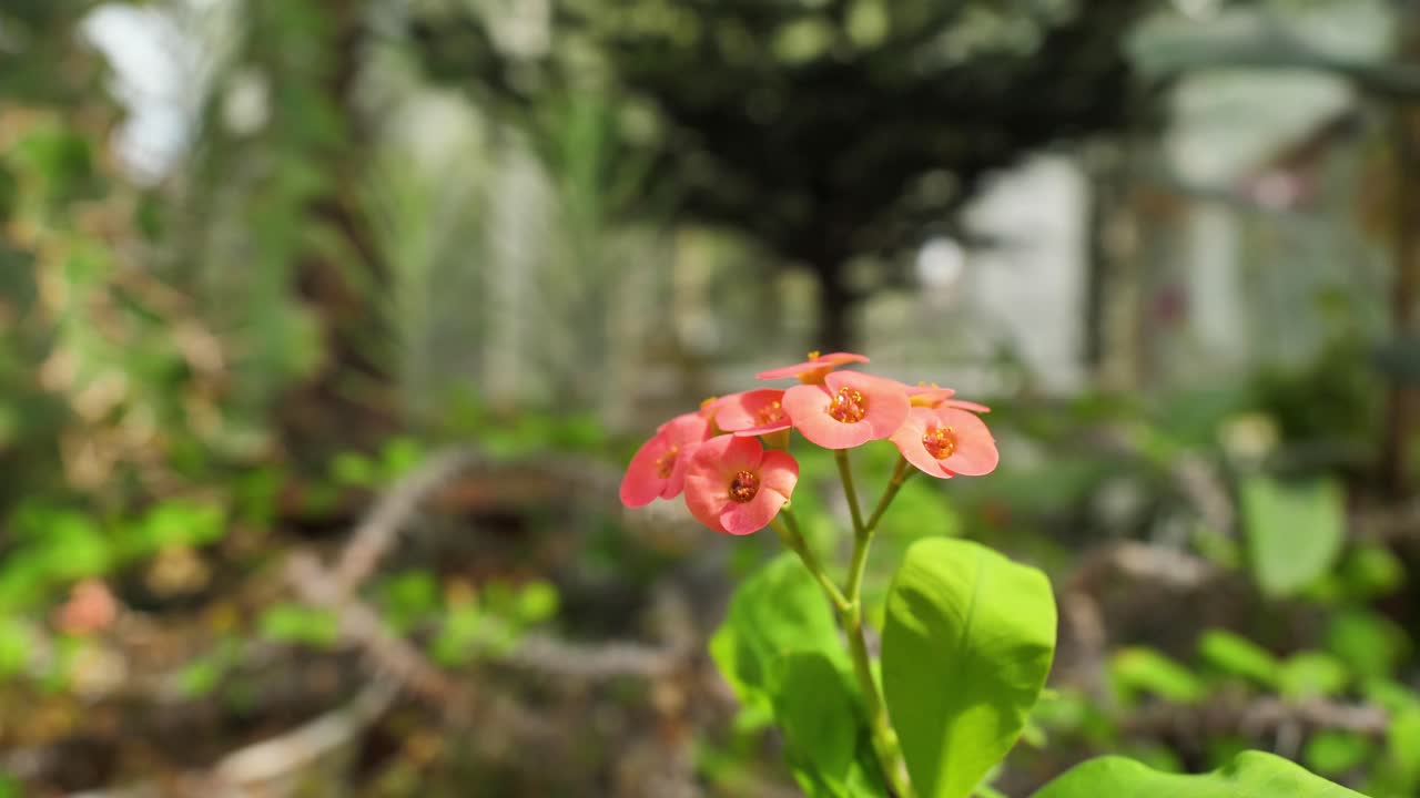온실 에서 아름다운 식물 과 꽃