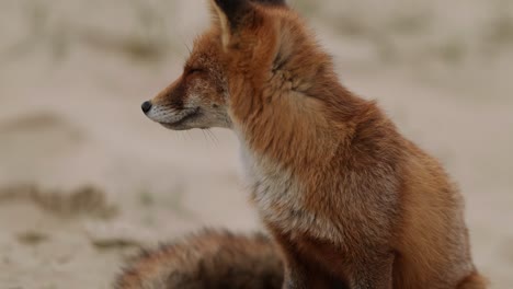 red fox in a sandy environment