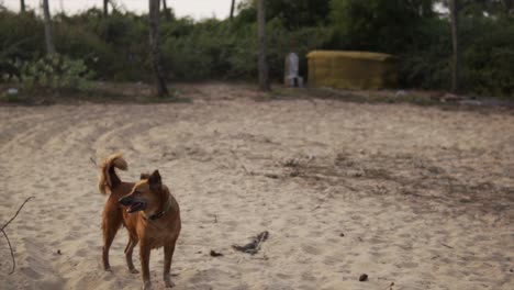 Ein-Streunender-Hund-Schlendert-In-Faszinierender-Zeitlupe-Anmutig-Am-Ruhigen-Strand-Entlang
