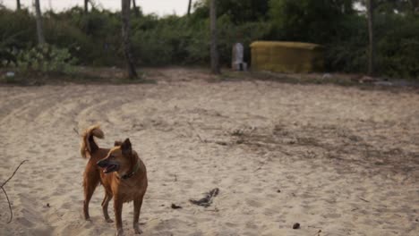 Un-Perro-Callejero-Pasea-Con-Gracia-Por-Una-Playa-Serena-En-Una-Fascinante-Cámara-Lenta