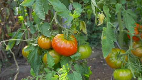 Immature-tomatoes-are-growing-in-a-bed