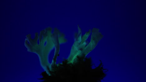 hongos verdes brillantes girando sobre un fondo azul - panellus stipticus