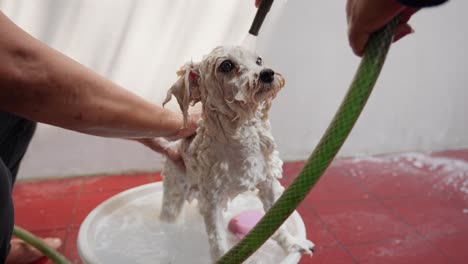 Toy-poodle-getting-a-bath-in-a-white-basin-with-soapy-water,-outdoor-setting