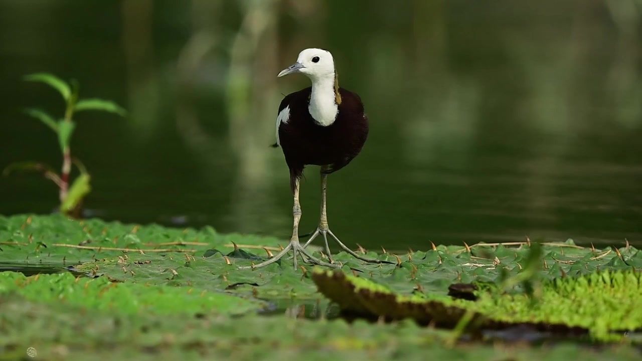 Un'elegante ripresa di profilo di una Jacana dalla coda di fagiano selvatica che cammina con le sue lunghe dita su una foglia di loto galleggiante, cercando cibo tra ninfee bianche e rosa