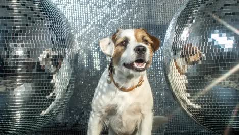 discoteca para perros 4k 07