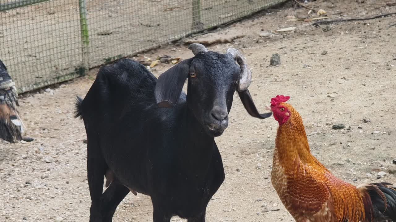 cabra y gallo en un corral