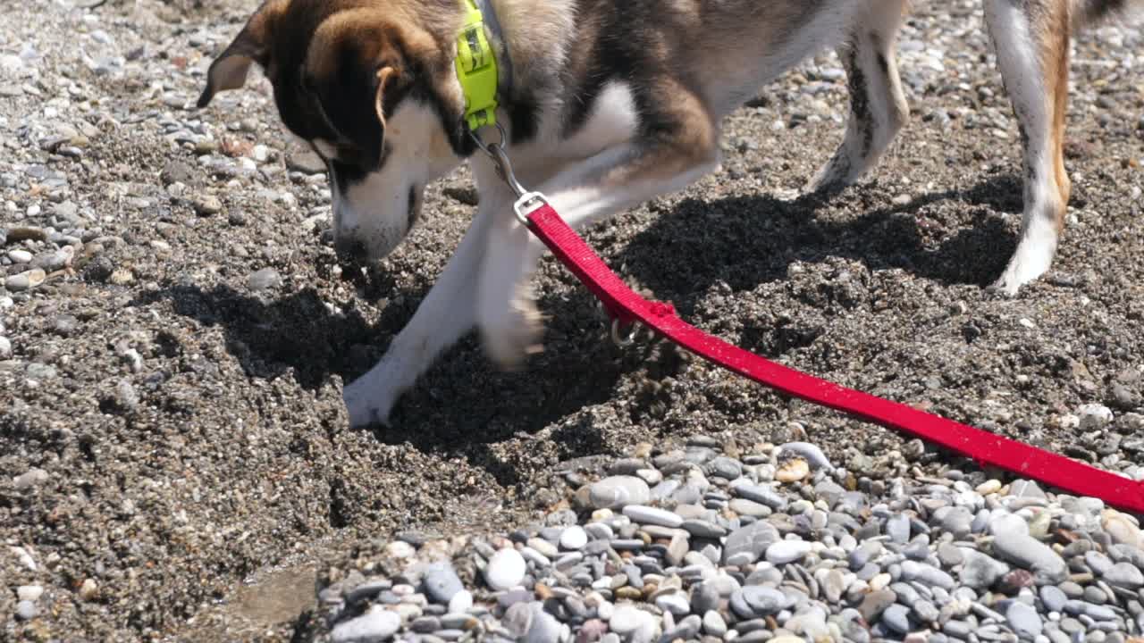 Close up, 4x slow motion 100fps footage, half breed, young age, Husky dog, digging on pebble and sand beach, front to side view