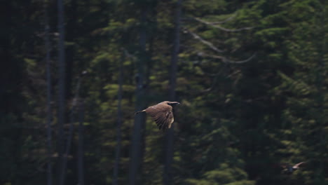 eagle catching fish in the ocean in canada