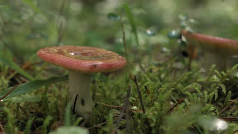 rosa pilz in einem wald