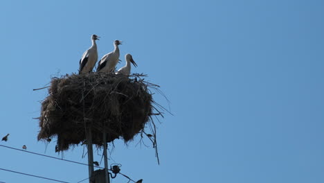 stork family nest on power pole with blue sky background