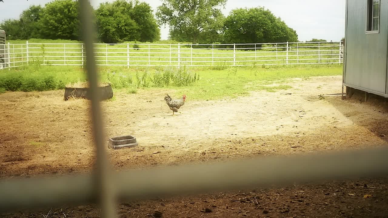 toma en cámara lenta de un gallo caminando en una granja
