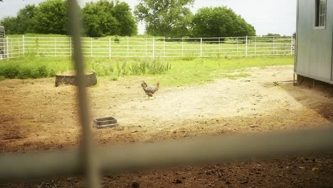 slow motion shot of a rooster walking on a farm