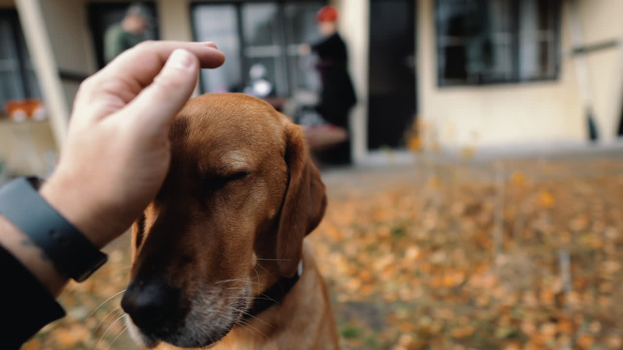 first person view of stroking a happy pet dog