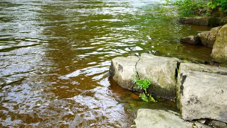 fresh flowing fern foliage on rocky river wilderness scenic lush creek dolly left