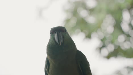 festive parrot resting on the woods in the amazon rainforest of ecuador