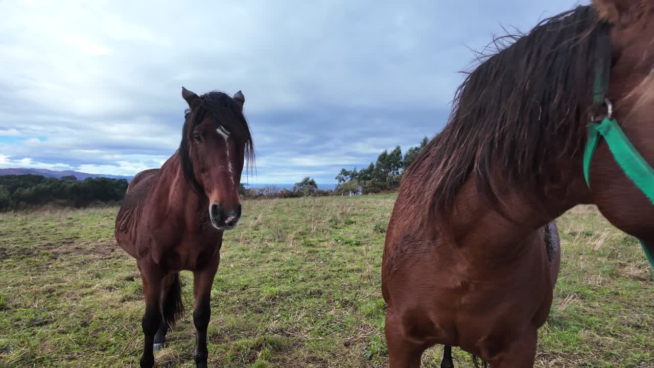 Slow-motion close-up of a horse standing calmly in a rural field