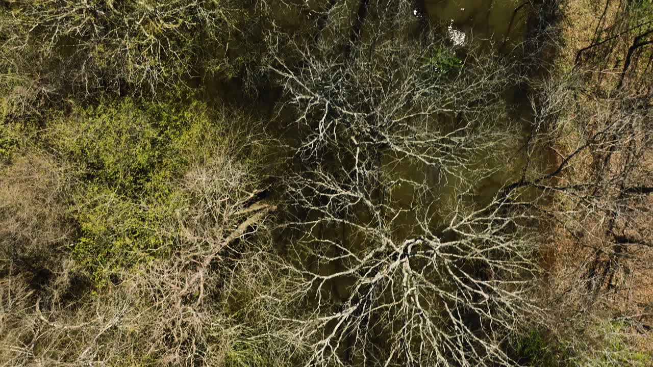 Flying Above Trees At Bell Slough Wildlife Management Area Near Mayflower In Arkansas