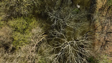 Fliegen-über-Bäumen-Im-Bell-Slough-Wildlife-Management-Area-In-Der-Nähe-Von-Mayflower-In-Arkansas