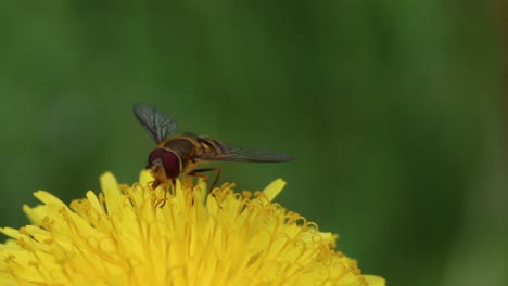 Schwebfliege-Auf-Löwenzahnblüte.-Frühling.-Britische-Inseln