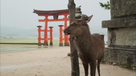 a lone sika deer stands near a mossy stone lantern and tree, framed against the iconic red torii gate of miyajima island on a quiet, rainy day.