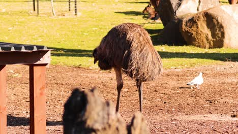 ostrich walking in a zoo enclosure