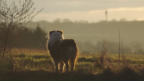 an australian shepherd stands and watches the surroundings drowning in fog and the rays of the morning sun